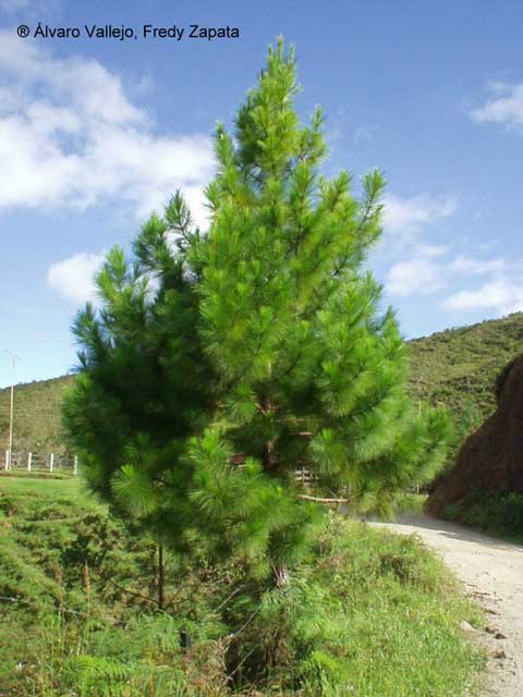 Pino oocarpa - Forestal Maderero