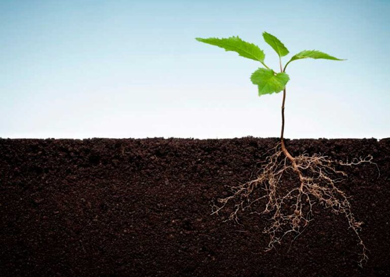 Raices Compactas Cómo las plantas empujan sus raíces a través del suelo compactado ...